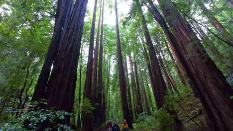Giant-Redwood-Trees-At-Muir-Woods-National-Monument-In-Mill-Valley,-California,-USA