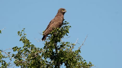 águila-Marrón-Sentada-En-Un-árbol