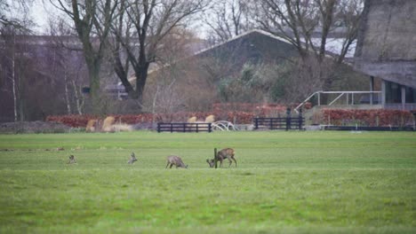 Eine-Gruppe-Von-Rehen,-Die-Im-Herbst-Auf-Einer-Grasbewachsenen-Weide-Auf-Einem-Bauernhof-Grasen