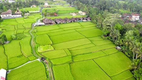 Scenic-rice-fields-and-small-cottages-nestled-among-the-rice-paddies-in-Bali,-Indonesia,-depicting-the-tranquil-rural-beauty-of-the-asian-countryside