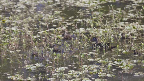 Bandada-Recién-Nacida-De-Patos-De-Madera-Nadando-A-Través-De-La-Vegetación-En-El-Canal-De-Humedales