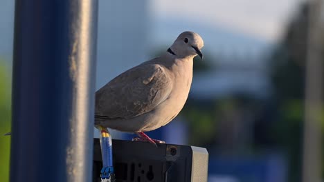 An-African-Collared-Dove-perched-on-a-pole-next-to-a-CCTV-camera-on-a-rooftop-in-urban-Dubai