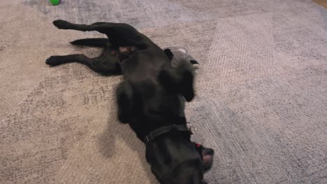 Close-up-shot-of-a-black-labrador-lying-on-its-back-playing-with-a-rubber-ball