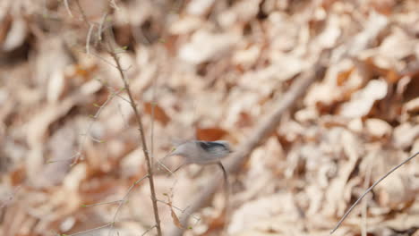 Long-tailed-Tit-or-Bushtit-Perched-on-Bush-Branch-and-Flies-Away