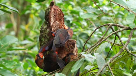 Flock-of-dusky-lory-engages-in-natural-behaviour,-pecking-at-tree-bark-to-maintain-their-beaks-and-fulfil-their-foraging-instincts,-close-up-shot