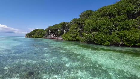 Crystal-clear-water-flows-through-a-mangrove-forest-in-the-protected-area-of-Los-Roques