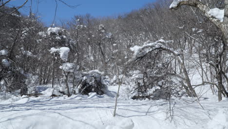 Árboles-Desnudos-Cubiertos-De-Nieve,-Daegwallyeong-Sky-Ranch,-Corea,-Dolly-Shot.