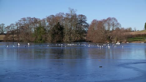 Frozen-lake-.-Himley-Hall.--February.-Staffordshire.-UK