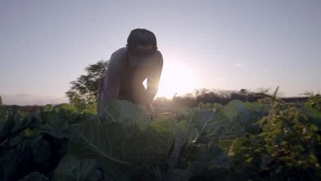 Sun-goes-down-Brazilian-man-hard-at-work,-organic-farmland