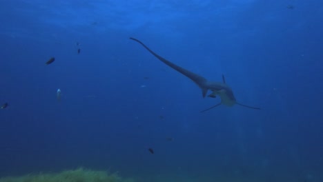 Tiburón-Zorro-Nadando-Sobre-Corales-Blandos-En-Un-Arrecife-De-Coral-Con-Fondo-Azul-Del-Océano