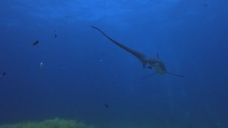 Thresher-shark-swimming-over-soft-coral-on-coral-reef-with-blue-ocean-background