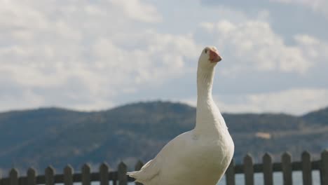 Eine-Nahaufnahme-Einer-Weißen-Ente,-Die-Auf-Grünem-Gras-Schwimmt,-Ein-Blauer-See-Und-Wunderschöne-Berge-Im-Hintergrund,-Verträumte-Exotische-Tierwelt,-Herbsttöne,-HF-Objektiv,-4K-Video,-Zeitlupe