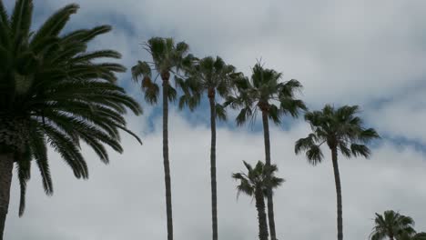 Palmen-Im-Wind-Mit-Wolken-Am-Himmel