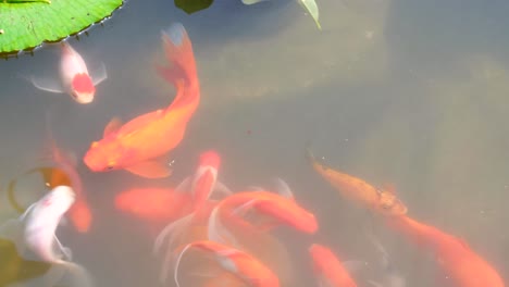 Top-down-view-of-goldfish-and-koi-carp-fish-swimming-in-pond-with-water-lilies