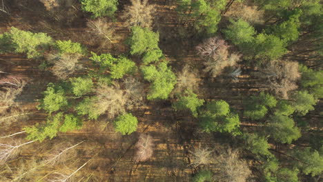 Topdown-Aerial-Of-Treetops-On-A-Sunny-Forest-Park-Near-Chwarzno-In-Gdynia,-Poland