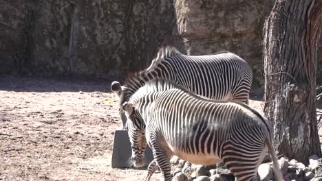 Grevyzebras-Im-Lincoln-Zoo-Sind-Die-Größte-Zebraart.-Sie-Haben-Eine-Schulterhöhe-Von-1,20-Bis-1,50-M-Und-Wiegen-350-Bis-450-Kg.