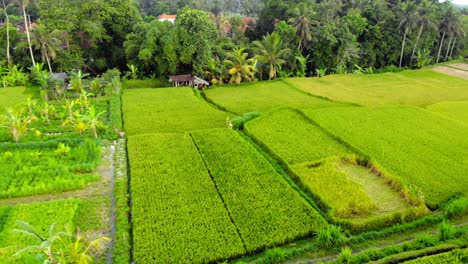 Malerische-Landschaft-Mit-Grünen-Reisfeldern-Auf-Bali,-Indonesien---Drohnenaufnahme