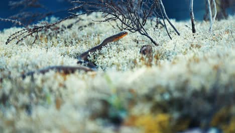 A-small-black-water-snake-rests-on-the-soft-carpet-of-white-fluffy-moss,-basking-in-the-sun