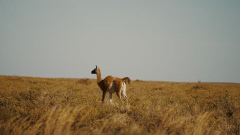 Guanaco-En-Estado-Salvaje-En-La-Península-Valdés,-Parque-Nacional,-Chubut,-Argentina---Amplio,-Cámara-Lenta