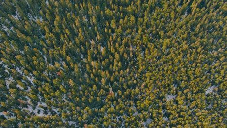 Aerial-view-of-Trees-and-Snow