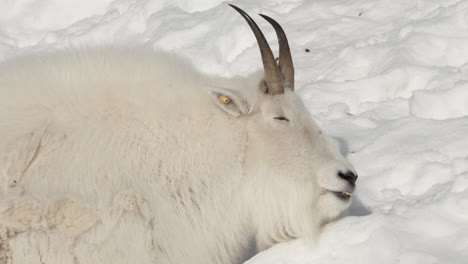Sleeping-Mountain-Goat-On-Snowcape-In-Yukon,-Canada