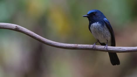 Facing-to-the-left-as-the-camera-zooms-out,-Hainan-Blue-Flycatcher-Cyornis-hainanus,-Thailand
