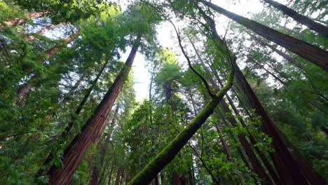 Giant-Redwood-Trees-in-Forest-of-Muir-National-Monument-Forest,-California-USA