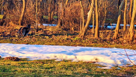 Maine-Coon-Katze-Verschmilzt-Mit-Der-Natur,-Früher-Frühling-Mit-Strahlendem-Sonnenschein