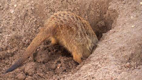 Meerkat-Suricata-suricatta-crouches-down-into-hole-excavating-burrow-digging-out-dirt-for-home