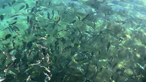 Crystal-clear-sea-water-the-natural-aquarium-marine-fish-wildlife-in-harbor-bay-beach-sea-side-coastal-island-the-green-color-glassy-shallow-fish-life-feeding-concept-water-adventure-travel-attraction