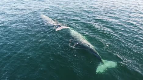 Grauwale-Schwimmen-An-Der-Küste-Von-Baja-California-Sur,-Mexiko,-Im-Klaren,-Blauen-Wasser