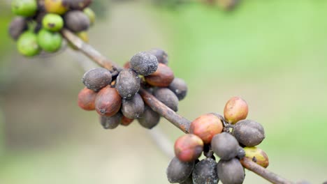 Fungus-on-blackened-coffee-bean-fruit,-agriculture-disease-prevention