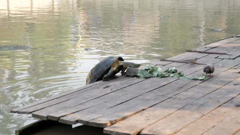 Turtle-climbing-onto-timber-deck-to-reach-food-source-lettuce,-Thailand