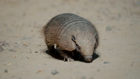 Pichi,-Dwarf-Armadillo-In-Valdes-Peninsula-In-Chubut-Province,-Argentina