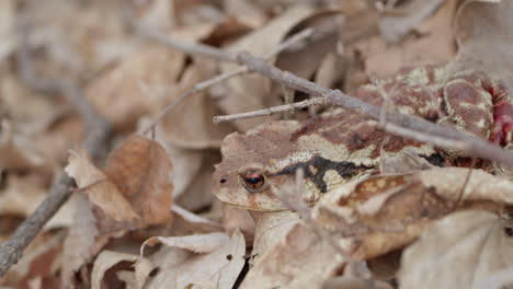 Injured-Asiatic-Toad-With-Bleeding-Leg-Resting-in-Fallen-Leaves-Camouflage-in-Wild-Forest,-South-Korea
