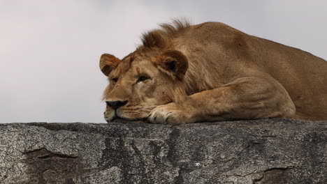 Löwe-Entspannt-Auf-Felsen-Im-Serengeti-Nationalpark,-Tansania