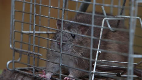 A-Brown-Rat,-Rattus-norvegicus,-trapped-in-a-wire-cage