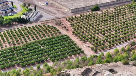 Toma-De-Alta-Calidad-Con-Un-Dron-Visualizando-Con-Un-Giro-De-La-Cámara-Un-Campo-De-Naranjos-En-Hileras-Que-Se-Dividen-Por-Un-Camino-Y-Un-Tercio-De-La-Plantación-Son-Los-árboles-Más-Frondosos-De-España.