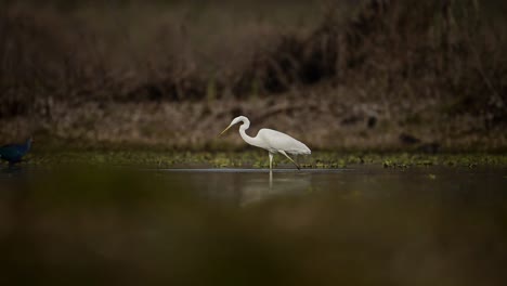 Great-Egret-Fishing-in-wetland