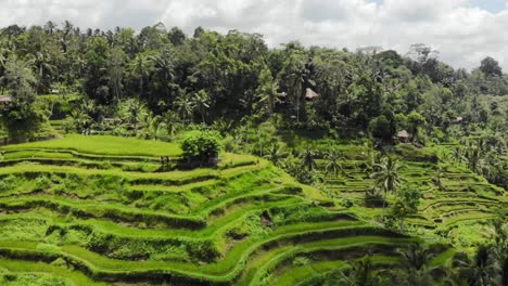 Vista-Aérea-De-Las-Terrazas-De-Arroz-De-Tegalalang-En-Gianyar,-Bali,-Indonesia.