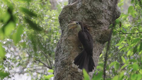 Slow-Motion-of-Austen's-Brown-Hornbill-Feeding-Fruit-for-Juvenile-Inside-Nest