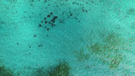 Seagulls-flying-over-turquoise-ocean-waters,-casting-shadows-on-the-surface,-aerial-view