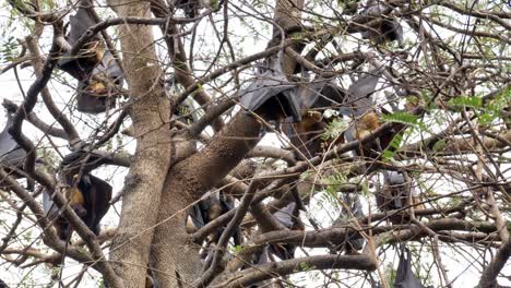 Bats-hanging-upside-down-,Lyle's-flying-fox