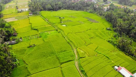 Vista-Aérea-De-Exuberantes-Campos-De-Arroz-Verdes-En-Ubud,-Bali