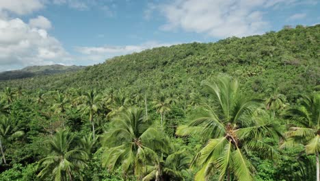 Vuelo-Aéreo-Sobre-El-Bosque-De-Palmeras-En-Un-Día-Soleado,-Samaná,-República-Dominicana