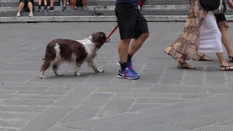 Slow-motion-clip-of-people-walking-with-pet-dog-through-city-square