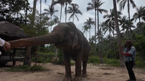 Elefant-Und-Wärter-Im-Ko-Samui-Sanctuary,-Thailand