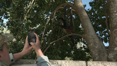 Blauhaarige-Touristin-Nimmt-Video-Eines-Klammeraffen-Auf,-Der-In-Einen-Baum-Klettert