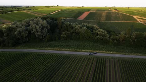 Aerial:-Follow-a-car-sideways-through-a-beautiful-vineyard-during-sunset-in-Germany