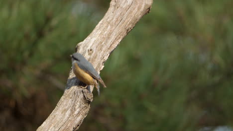Eurasian-Nuthatch-Bird-Pecking-Rotten-Tree-Branch,-Jumps-Foraging-Insects-in-Sunlight---slow-motion